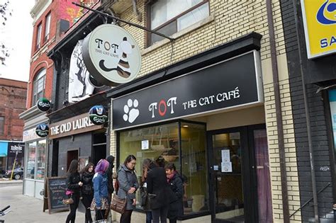 toronto s first cat café opens its doors now magazine