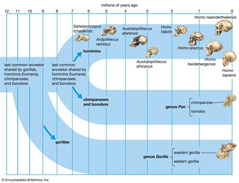 hominin definition characteristics family tree britannica