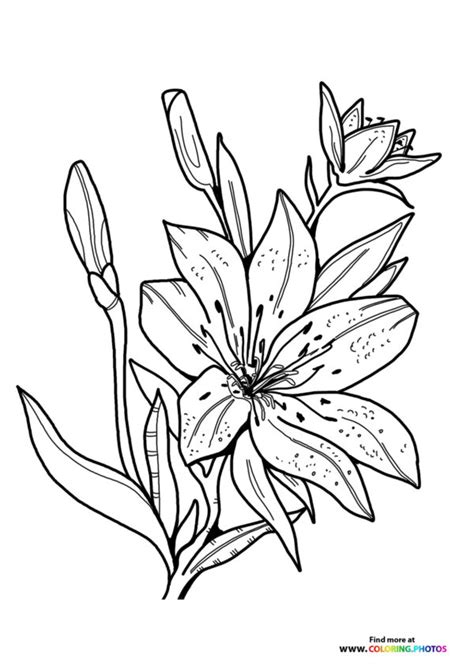 easter lily coloring pages  kids