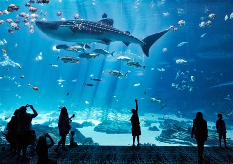 kids   virtual    zoos aquariums bold