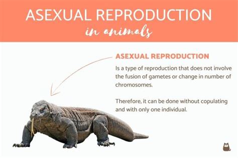 asexual reproduction  animals  examples definition types