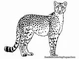 Cheetah Coloring Pages Printable Results sketch template