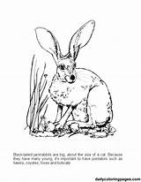 Coloring Pages Rabbit Jack Drawing Realistic Color Getdrawings Popular sketch template