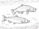 Salmon Coloring Pages Coho Sockeye Drawing Fish Chinook Drawings Printable Supercoloring Trout 73kb 1199 Template sketch template