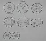 Mitosis Drawing Cell Onion Cytokinesis Answers Division Telophase Worksheet Stage Drawings Sketch Biology Template Similiar Keywords Coloring Paintingvalley sketch template