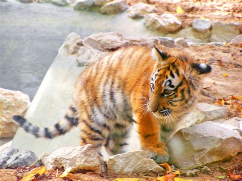 photo baby siberian tiger altaica baby bspo