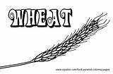 Grain Wheat Stalk Designlooter sketch template