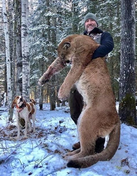 Cougar Hunt In Alberta Sparks Debate Among Scientists Hunters And