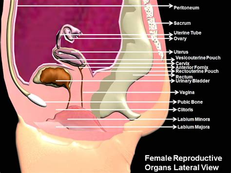 subhaditya infoworld human female reproductive organs and process of
