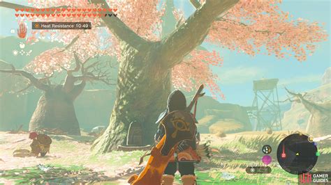 cherry blossom tree  legend  zelda tears   kingdom