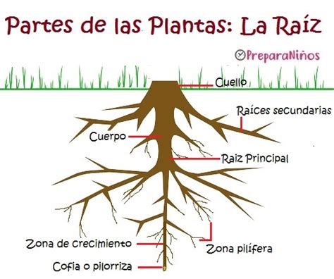 partes de las plantas la raíz preparaniñ