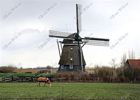 windmills  uitgeest holland netherlands  grazing horse etsy