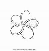 Plumeria Coloring Flower Frangipani Single Sketch Tropical Designlooter Drawings 59kb 470px sketch template
