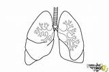 Lungs Draw Drawing Lung Sketch Human Outline Drawingnow Coloring Kids Ld01 Line Step Print Drawings Realistic Sketches Cliparts Clipart Anatomy sketch template