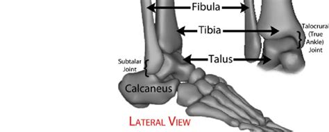 anatomy   ankle joint  scientific diagram