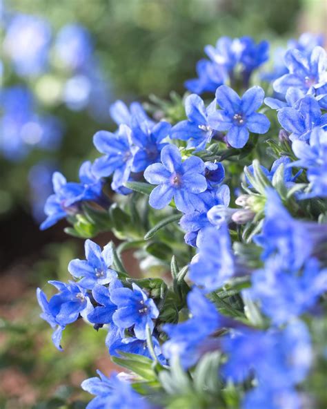 blue perennials grden plant