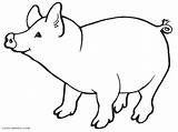 Porco Porcos sketch template