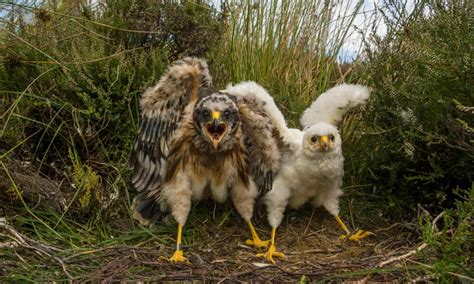 Hen Harrier Brood Management Plan Faces Crowdfunded Legal Challenge