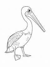 Coloring Pelican Pages Printable Birds Pelicans sketch template