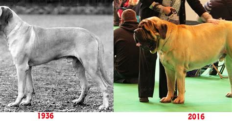 pedigree dogs exposed  blog mastiffs