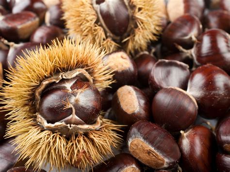 sweet chestnut  foraging guide   food medicine