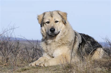 caucasian shepherd dog breed characteristics care