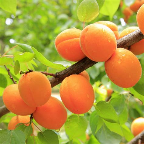 apricot tree growing caring   harvesting juicy apricots