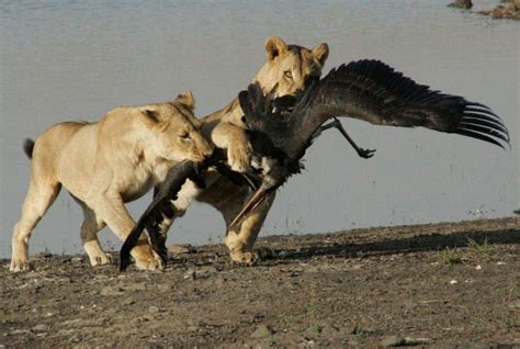 Lion Kill Eland Dam Nairobi National Park Your Africa