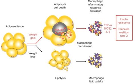 inflammatory responses to weight gain and weight loss open i