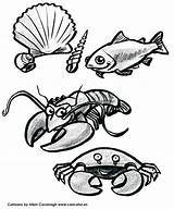 Fish Colouring Printable Lobster Caricatures Ireland Crab Scallop sketch template