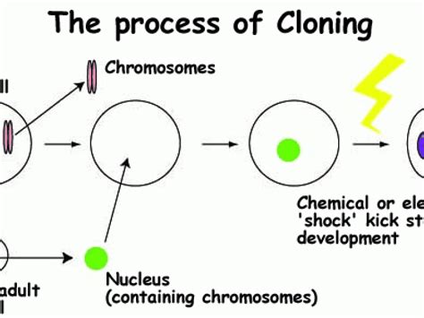 human cloning part   process  animal cloning science features