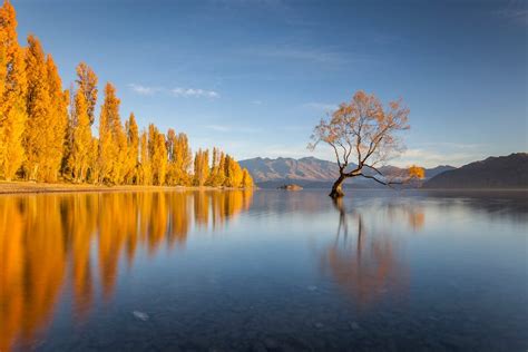 How You Can Help Protect New Zealand’s Most Famous Tree Lonely Planet