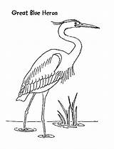 Colorat Starc Heron Planse Berze Herons Desene Animalstown Imagini Coloringbook Starci Cuvinte Cheie sketch template