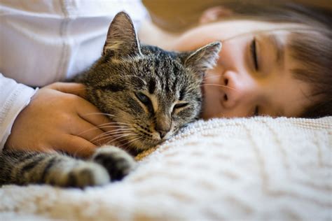 seven reasons why cat purrs are scientifically proven to