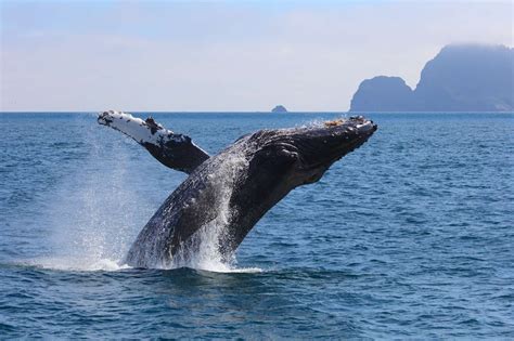 alaska whale watching tours discover  world