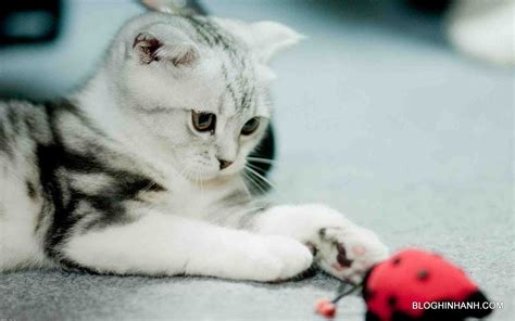 Hình ảnh Nền Mèo Con Xinh Xắn Dễ Thương đẹp Nhất Năm 2015