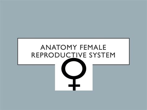 Ppt Anatomy Male Reproductive System Powerpoint Presentation Free