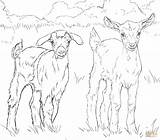 Goat Coloring Pages Goats Baby Boer Drawing Nubian Pygmy Printable Color Ausmalbild Print Supercoloring Cat sketch template