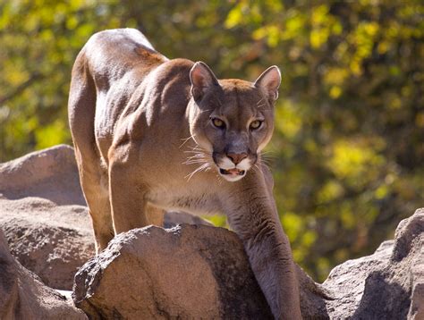 mountain lion history   interesting facts