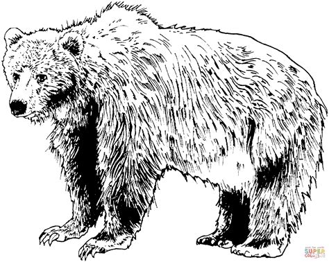 bear coloring pages printable