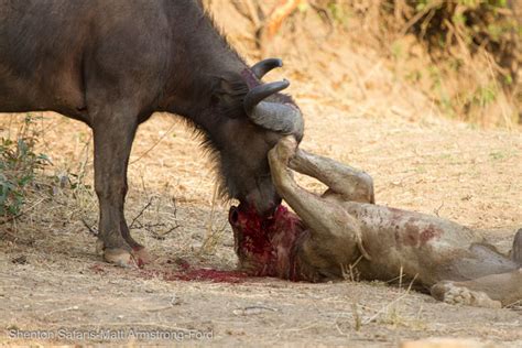 an epic battle between a lion and a buffalo africa