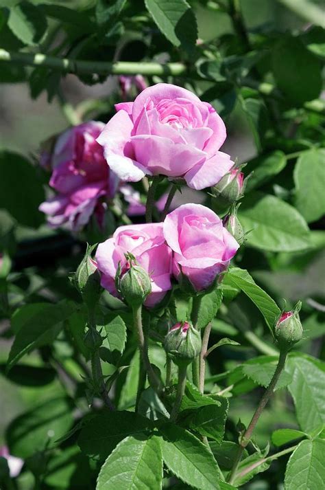 damask rose ispahan photograph by brian gadsby science photo library