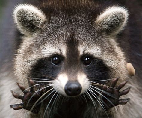 homemade repellents   rid  raccoons  harming