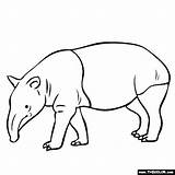 Tapir Animal Coloring Pages Activities Zoo Drawing Rainforest Clipart Color Tapirs Line Gif Online Colouring Animals Thecolor Malayan Printable Mountain sketch template