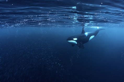 spaanse autoriteiten waarschuwen voor agressieve orkas die het nieuwsblad