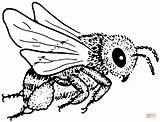 Biene Bienen Bees Malvorlagen Ausmalbild Wespe Abelha Kostenlose Insekten Mit Insetti Basteln Supercoloring Bumble Zeichnen Kindern Honig Ergotherapie Maja Honigbiene sketch template