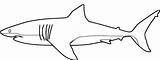Requin Coloriage Ausmalbilder Squalo Colorare Ausmalen Coloriages Animaux Ausdrucken Requins Disegno Vorlage Haie Haifisch Weisser Aimable Grands Blancs Sharks Printmania sketch template