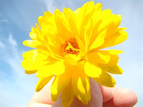 yellow flower  photo  freeimages