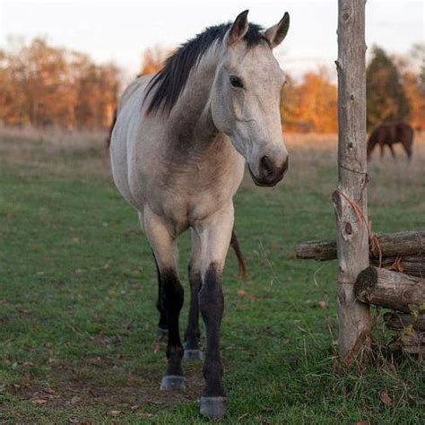 quarter horse gelding registered foundation buckskin madoc ontario canada horses