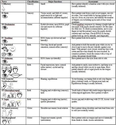 image result  cranial nerves list cranial nerves